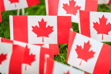 Miniature Canadian flags in a field