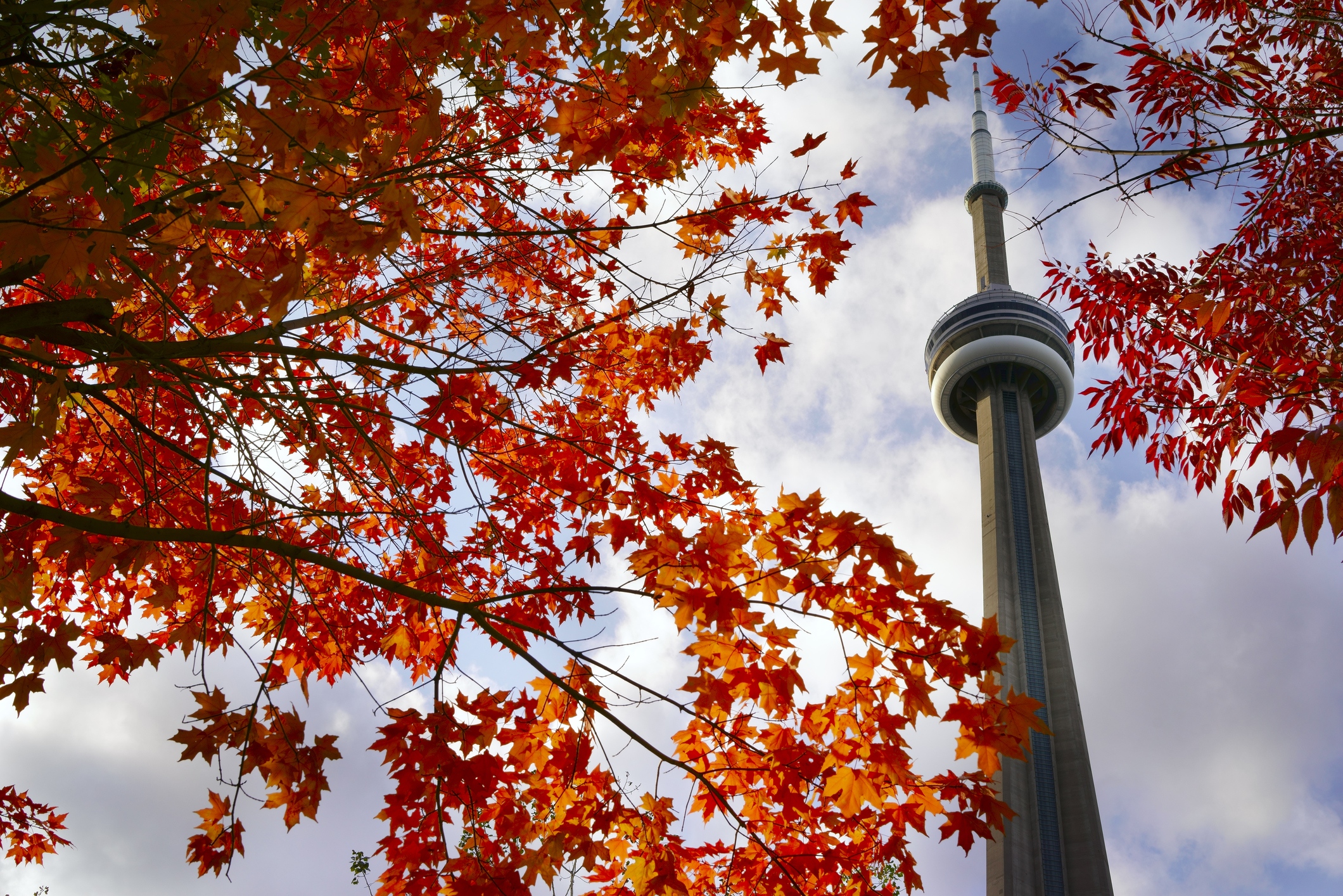 View of red maple tree and CN Tower in autumn on October