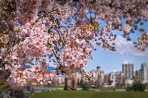 Vancouver Cherry Blossoms
