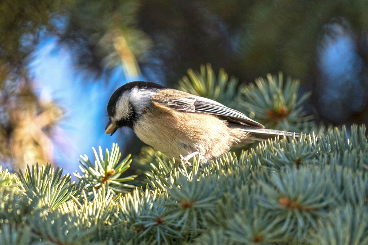 Bird in Manitoba