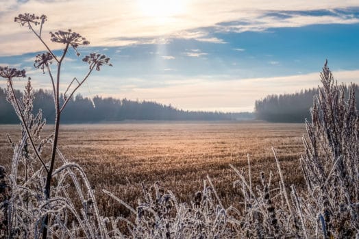 Frosty Saskatchewan meadow