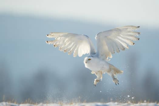 Snowy owl taking off to flight