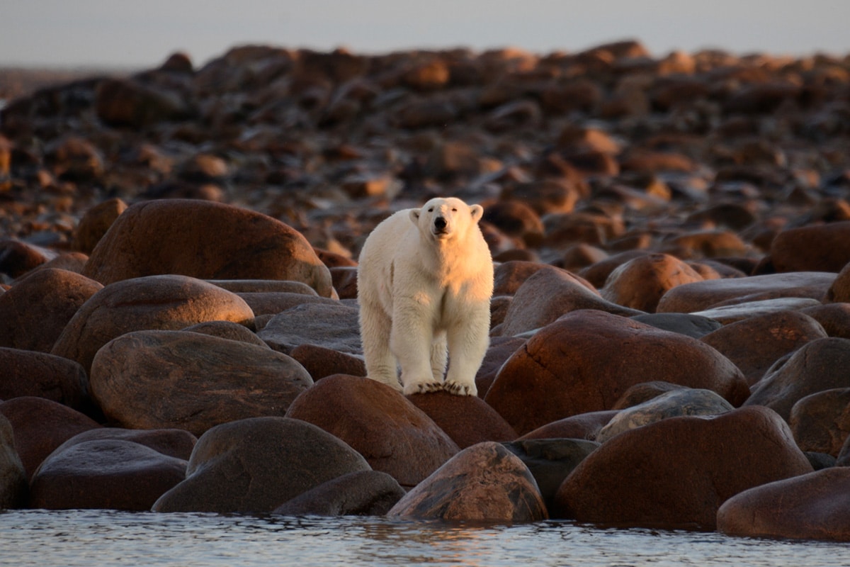 Polar bear on Hudsons Bay