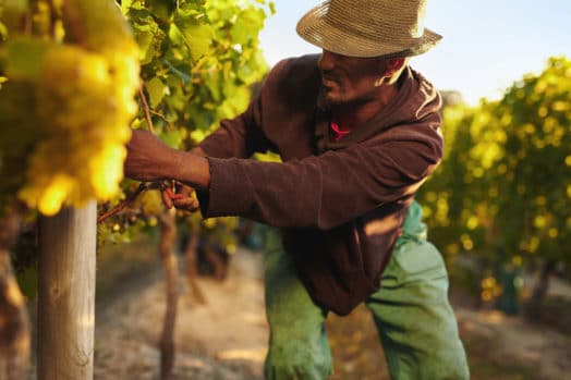 Farm worker in a vinyard