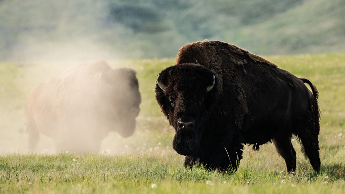 Two buffalos looking at the camera