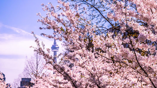The CN Tower peaking through cherry blossom trees in Trinity Bellwoods park downtown Toronto, Canada.