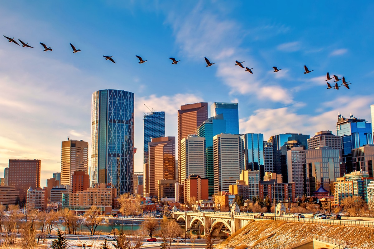 Calgary skyline with geese flying overtop
