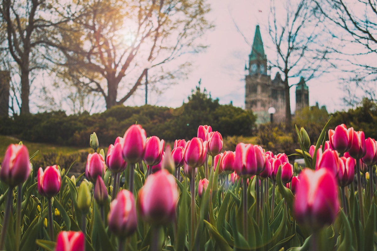 Pink tulips beginning to blossom in Ottawa