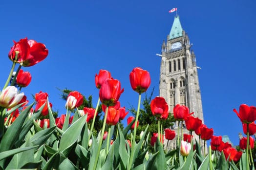 Tulips bloom in front of Canada's parliament building in Ottawa.