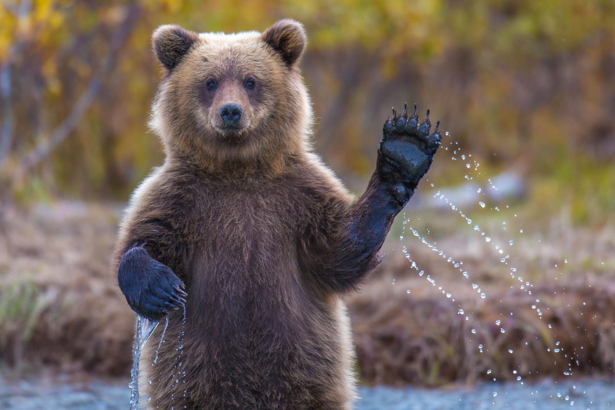 Bear waving five little bear fingers.