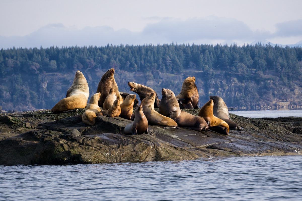 Seals on a rock in a B.C. harbour