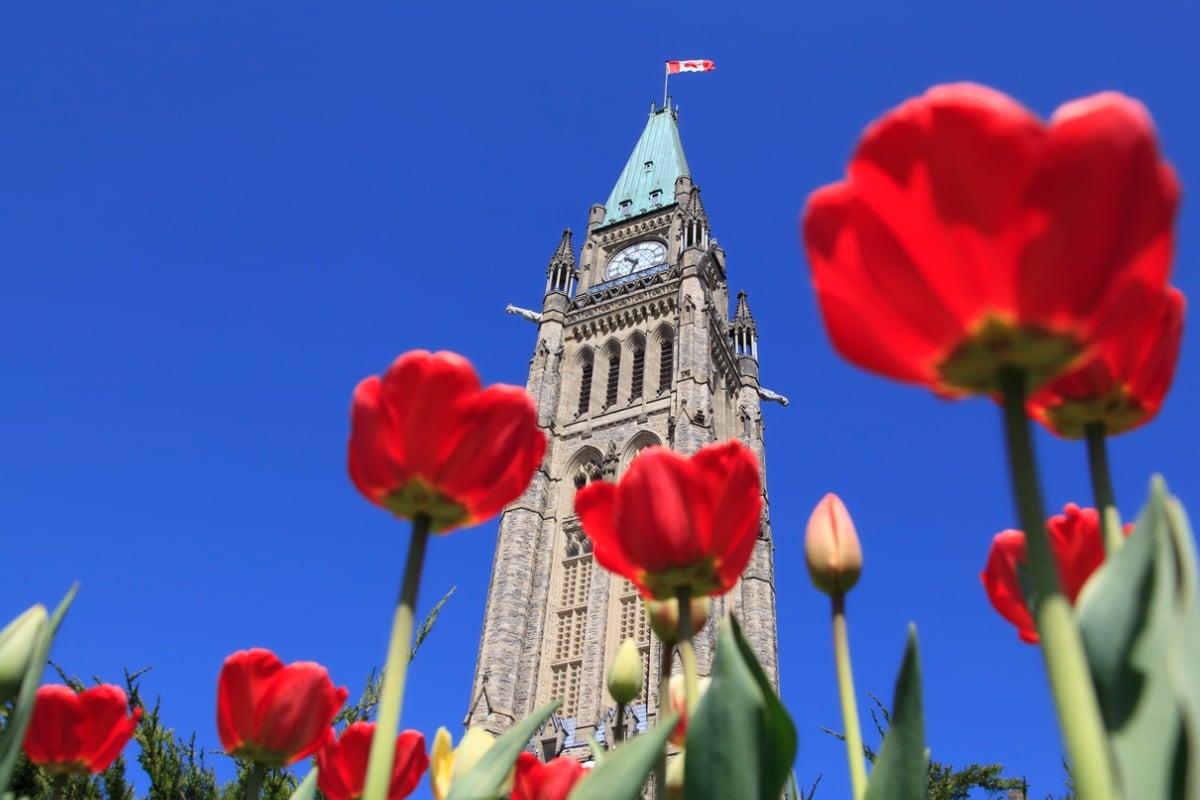 ottawa parliament tulips