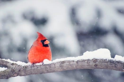 A cardinal sitting on a snowy branch.