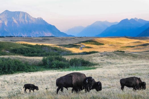 Bison graze on the prairies near Waterton National Park in Alberta.