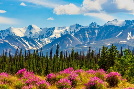 flowers, trees and mountains in the Yukon