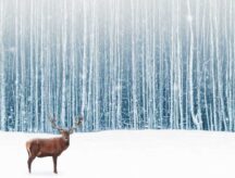 A deer looking straight ahead, infront of the winter treeline.