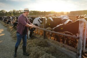 A man feeds cattle on a farm.