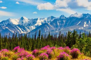 A view of snow capped mountains in the Yukon, with spring-kissed flowers in the foreground.