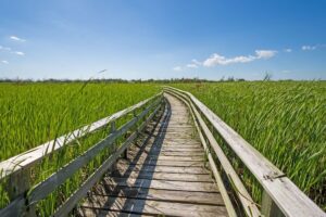 A wooden bridge across a field of green on a clear summer day