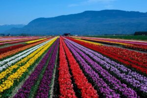 A picture of the beautiful Abbotsford tulip festival in British Columbia.