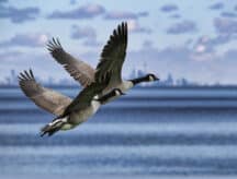A pair of Canadian Geese fly atop Lake Ontario with the Toronto Skyline in the background.