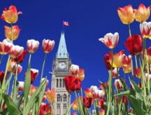 A picture of the peace tower with tulips in the foreground.
