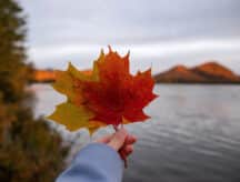 A hand holding a maple leaf