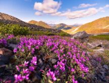 A shot of Paddy Peak in the Yukon, with mountains and purple flowers visible.