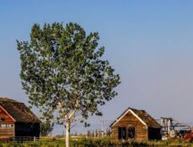 Rustic farm buildings and planters Town of Claresholm MD of Willow Creek Alberta Canada.