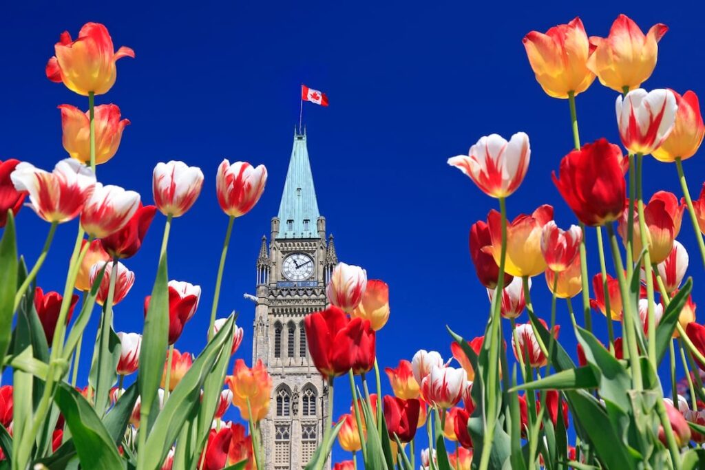The Canadian parliament tower framed by beautiful tulips.