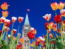 The Canadian parliament tower framed by beautiful tulips.