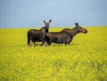 Two moose are standing in a canola field on a sunny day
