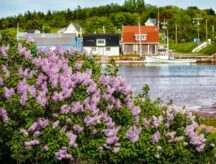 Spring lilacs flower along the shore in Stanley Bridge, Prince Edward Island.