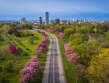 Pink cherry blossoms in Ottawa