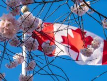 Flowers with the Canadian flag in the background