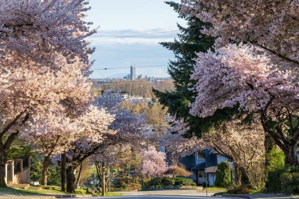 Cherry blossom trees in Burnaby, BC