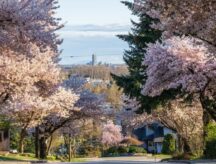 Cherry blossom trees in Burnaby, BC