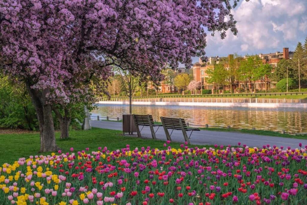Tulips and cherry blossom trees along the Rideau Canal in Ottawa, Ontario, in May 2022.