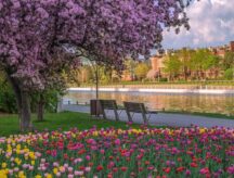 Tulips and cherry blossom trees along the Rideau Canal in Ottawa, Ontario, in May 2022.