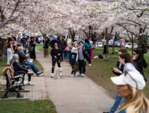 A group of people enjoying the cherry blossoms at Trinity Bellwoods Park in Toronto.