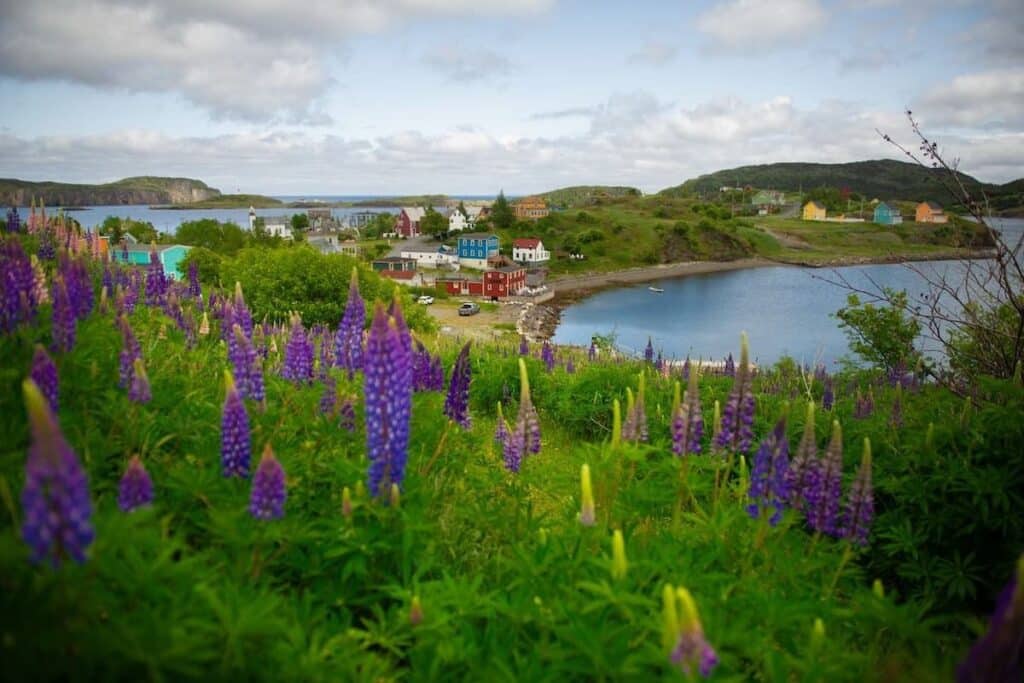 View of Trinity, Newfoundland, from a hill overlooking colorful houses and the historic waterfront, with dark purple lupines and typical maritime flowers in the foreground.