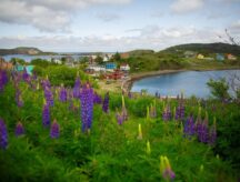 View of Trinity, Newfoundland, from a hill overlooking colorful houses and the historic waterfront, with dark purple lupines and typical maritime flowers in the foreground.