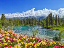 A view of the Canadian wilderness at Banff National Park—with lake and flowers in the foreground and pine trees and the mountain range lining the background