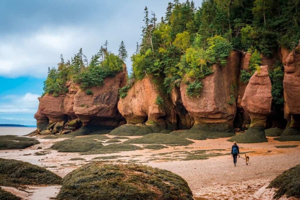 Woman walking her dog at low tide, Hopewell Rocks Provincial Park, Bay of Fundy, Hopewell Cape, New Brunswick, Canada.